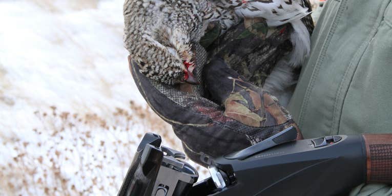 Why I Love Sharp-Tailed Grouse
