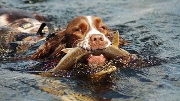 Can Your Dog Retrieve Fish?