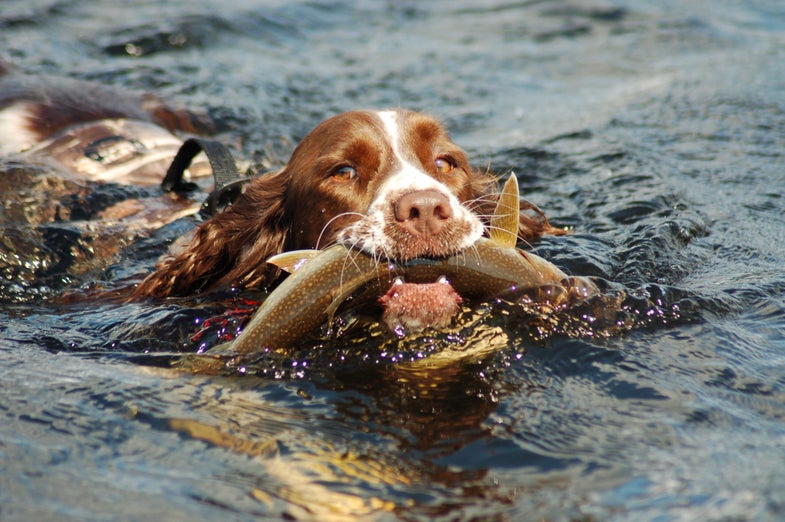 On the opening page of the "Campfire" section in the May 2009 issue of Field & Stream, you may have noticed a photo of Hunter, the trout-retrieving springer spaniel. Hunter's mom, Jennie Trull, captured the image last summer while fishing with her husband, David. As the Trulls don't eat lake trout, David tried to revive this fish that had been gut-hooked. Unfortunately, a few minutes after release, the trout floated back to the surface. Here's where the real story begins...