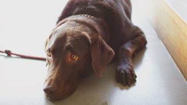 Chocolate Lab Named Trigger Shoots Owner in the Foot