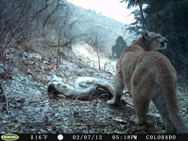 This lion is looking up at my place which is only about 70 yds from where this pic was taken. The time stamp on the photo is approximately the same time I get home. I am sure he was curious what was going on up there. Glad I didn't walk down to check the cam that evening!
