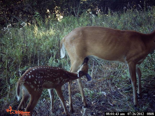 Caught deer feeding after a buck was present 15min before