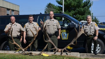 Poachers Killed One of the Largest Elk in Pennsylvania History