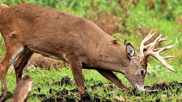How to Use Early Scrapes to Ambush a Trophy Buck