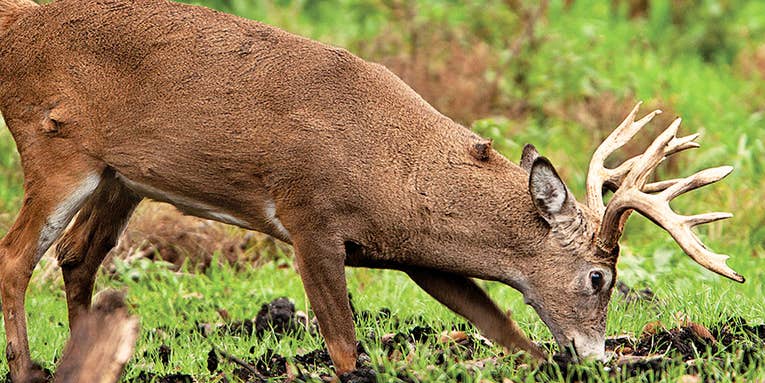 How to Use Early Scrapes to Ambush a Trophy Buck