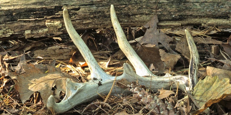 Bill Heavey: Shed Hunting and Divorce