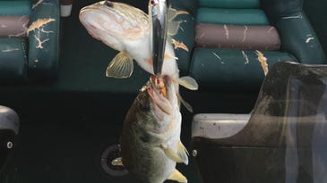 How to Handle Two Bass on the Same Lure
