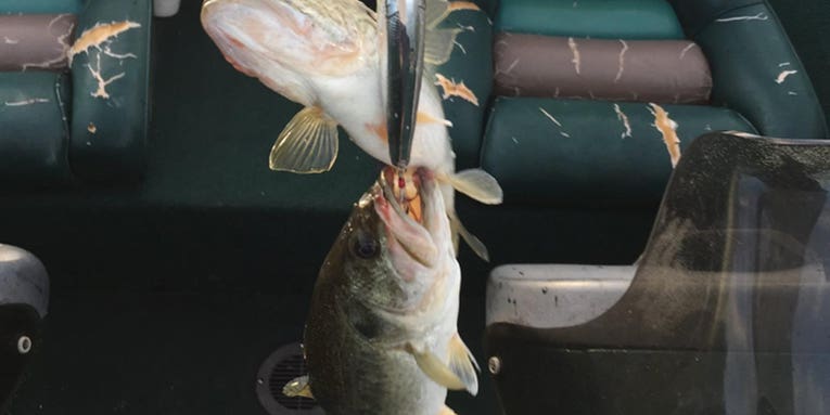 How to Handle Two Bass on the Same Lure