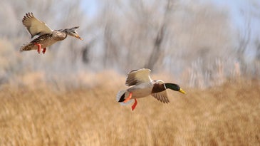Testing Wild Ducks May Shed Light on Next Bird Flu Outbreak
