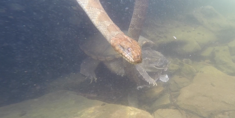 Snapping Turtle Vs. Water Snake