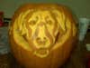 Carved this pumpkin as a portrait of my hunting dog PeeDee. He really hopes we win!!!