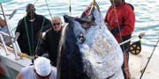 Lone Angler Lands 987 lb. Bermuda-Record Bluefin, Despite The Sharks