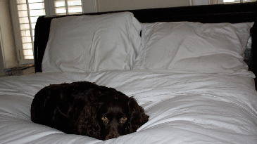 Does Your Dog Sleep In Your Bed?