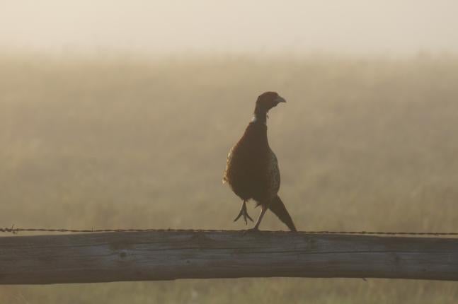 This guy posed for me on a Fence post just off the side of the road in the early morning fog on the way to my fishing spot.