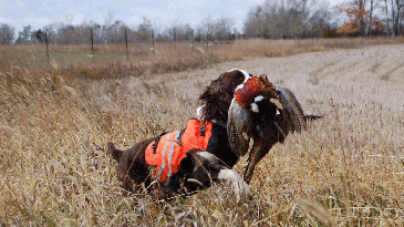 Still Waiting on Your Gun Dog of a Lifetime?