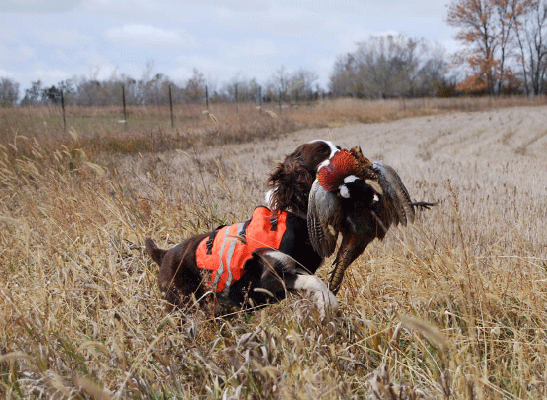 Still Waiting on Your Gun Dog of a Lifetime?