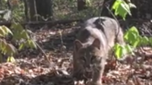 Bobcat Attacks Turkey Hunter: The Full Story