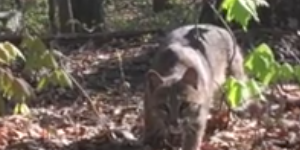 Bobcat Attacks Turkey Hunter: The Full Story