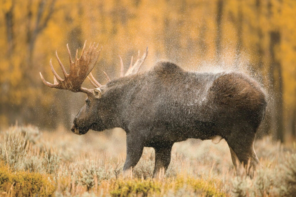 After sitting in the sagebrush and the pouring rain for over three hours on a cold September morning, this bull moose finally shook himself dry and headed for the woods with five cows. "He was full in the rut," says Noppadol Paothong, who had been photographing the moose for a week near the Gros Ventre River in Grand Teton National Park. "For one of the biggest bulls in the park, he was remarkably calm. But when I came between him and a rival just days later, he nearly trampled me." <strong>Location:</strong> Grand Teton National Park, Wyoming<br />
<strong>Issue:</strong> October 2008