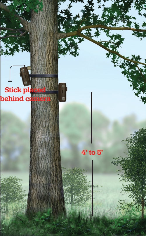 Where to Place Trail Cameras on a Tree