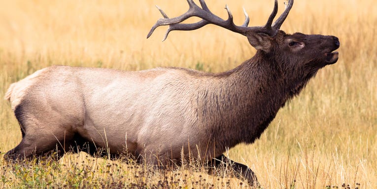 Outdoor-TV Personalities Fined $31,000 in Elk-Poaching Case