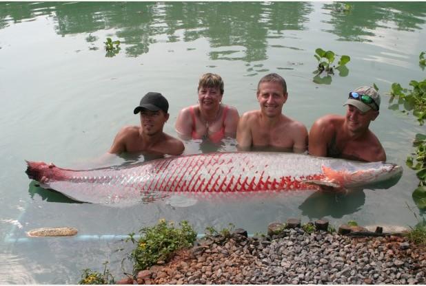 Four anglers hold up a large arapaima fish.
