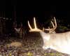 deer buck trail cam