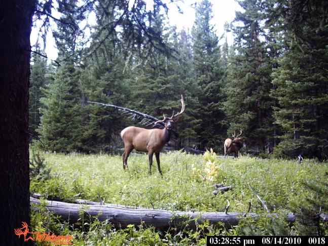 I captured this bull with an odd rack on my trail cam.