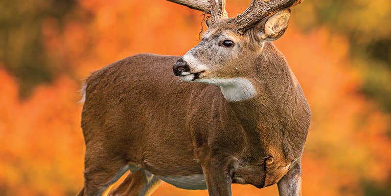 How to Trick a Big Halloween Whitetail