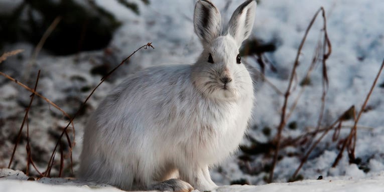 The Ultimate Guide to Hunting Snowshoe Hares