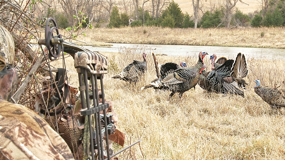 bowhunting gobblers