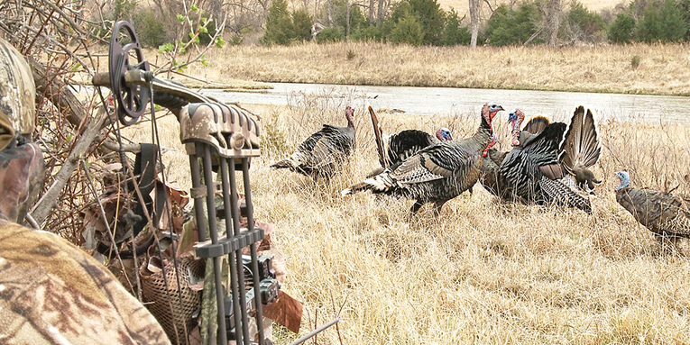 Bowhunting for Turkeys: Move in on a Boss Tom’s Harem