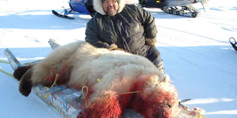 How an Inuit Subsistence Hunter Shot the Only Second-Generation Polar/Grizzly Hybrid Ever Confirmed in the Wild