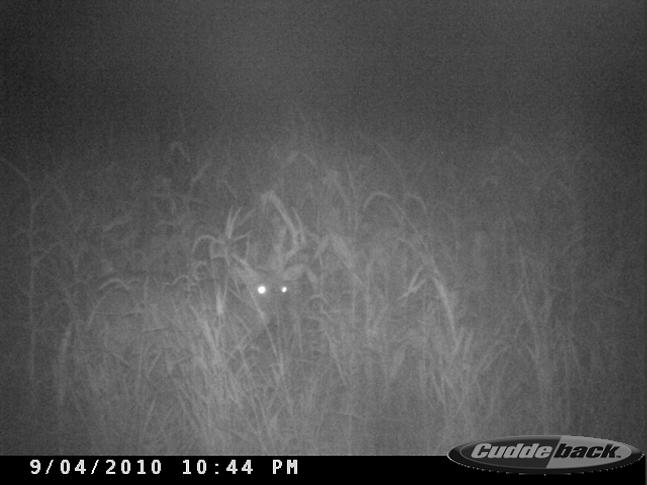 Cool picture of a buck coming out of the corn right in front of our camera!