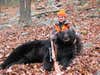 This bruin was shot Monday, November 24th, 2008 in Lycoming County Pennsylvania. His estimated live weight was 586 pounds, with a field dressed weight of 497. The skull scored 20 9/16", making the Boone &amp; Crockett Awards Club. This big boy was brought down with my handloaded Barnes TSX 150 grain hollow-point bullets fired from a Ruger .30-06 rifle.