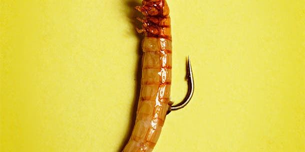 Meal Worms: Best Live Bait for Spring Trout