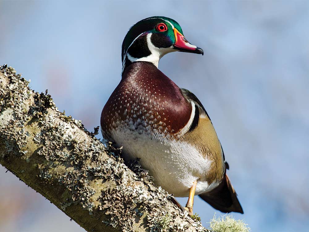 a drake woodie on a birch tree