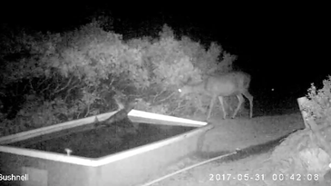Video: Rare Footage of a Mountain Lion Taking Down a Deer