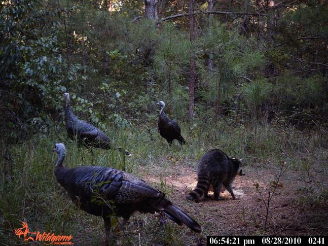 It's almost as if the turkeys were threatening the raccoon to give up the corn.