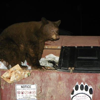 Black Bear in the dumpster across the street from my house one of several in the neighborhood