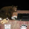 Black Bear in the dumpster across the street from my house one of several in the neighborhood