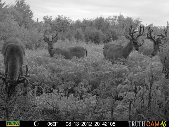 It was quite a sight to see two major bachelor groups come together for a evening snack in the beans. If you look closely, you can see 7 different bucks.