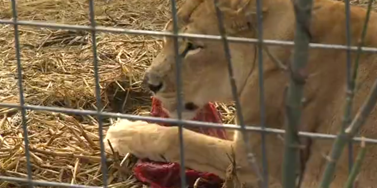 Rescue Center Wants Donated Deer to Feed Its Lions, Tigers, and Jaguars