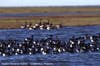 The Ducks of Teshekpuk Lake
