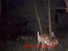 moulrie buck caught on trail cam