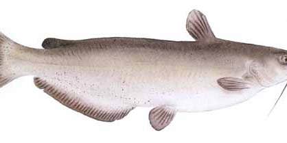 Channel Catfish Could Be Next State Symbol for Kansas