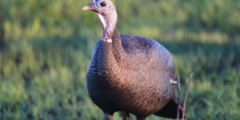 Six Tips to Set the Perfect Turkey Decoy Spread