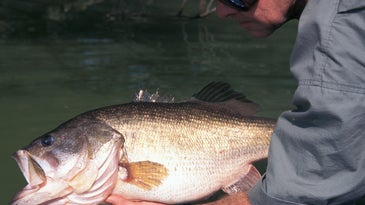 Why You Don’t Catch Big Bass