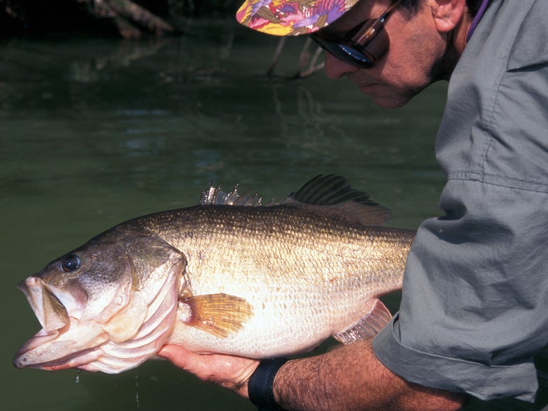 how to catch huge bass