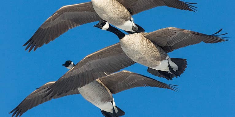 How to Call in Resident Canada Geese